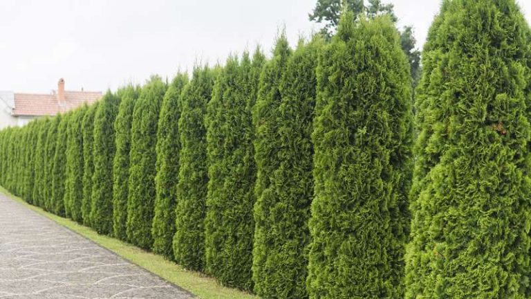 Privacy Hedge Installation In Ohio: A Guide For Homeowners