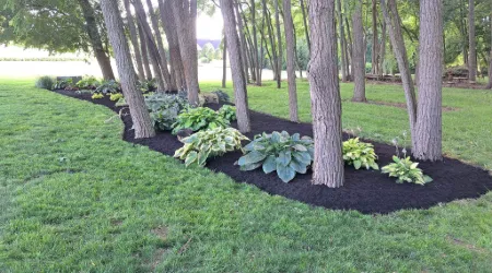 New Plantings